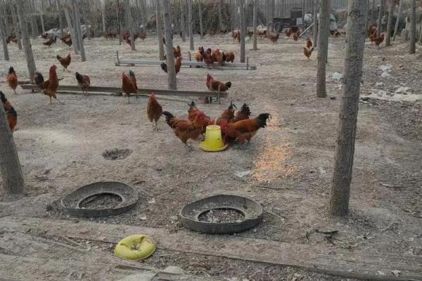 后天适合动土吗 后天适合动土吗