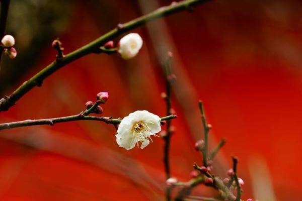 红色梅花三六九代表什么生肖(红色梅花三六九代表什么生肖啊)
