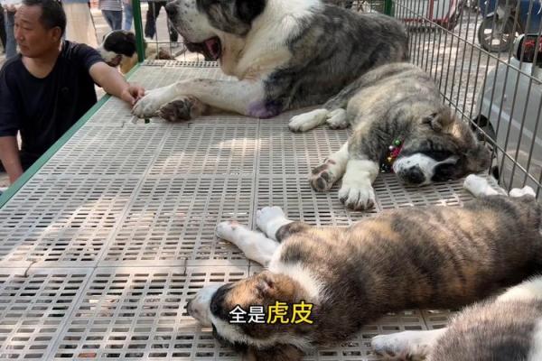 虎背熊腰指什么生肖(虎背熊腰是什么生肖)