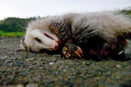 装死买活指什么生肖动物(装死卖活指什么生肖动物)