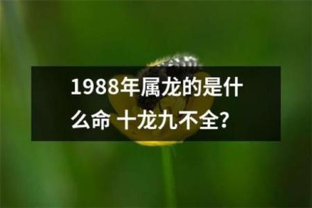 1988年属龙人2025全年运势_88年属龙的运势