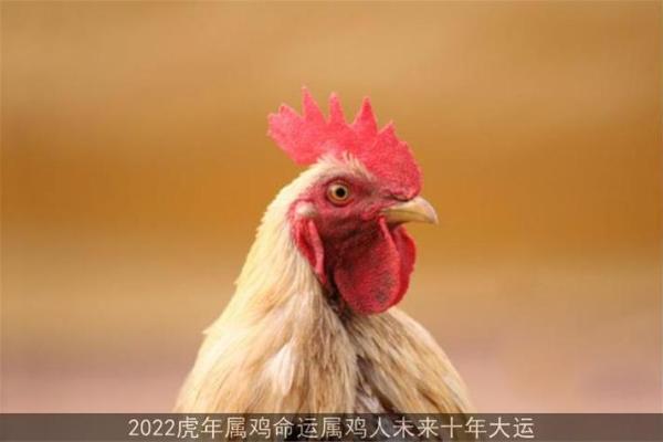 属鸡2005年的运势及运程_属鸡2005年的运势及运程怎么样