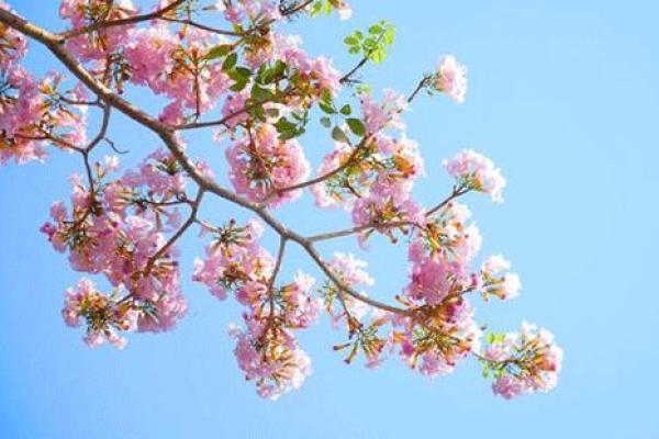 忌动土可以种花吗(忌动土种花算动土吗) 忌动土可以种花吗(忌动土种花算动土吗)