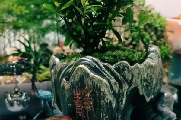 院子里动土有什么讲究(哪些行为算动土) 院子里动土有什么讲究(哪些行为算动土)