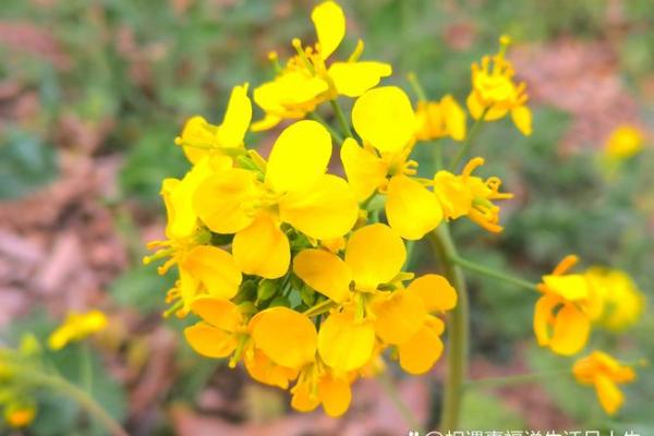 福德化忌 福德化忌命运转折点还是人生警示 福德化忌 福德化忌命运转折点还是人生警示