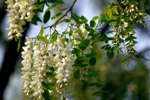 四月二十五可以动土吗请问 四月二十五可以动土吗请问