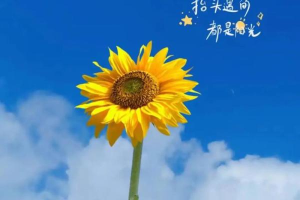 七月最好的三个日子(七月最好的三个日子) 七月最好的三个日子(七月最好的三个日子)