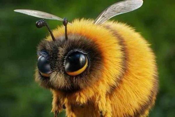 男人梦见蜜蜂是什么预兆 男人梦见蜜蜂是什么预兆