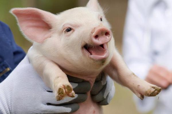 梦见白猪是什么征兆