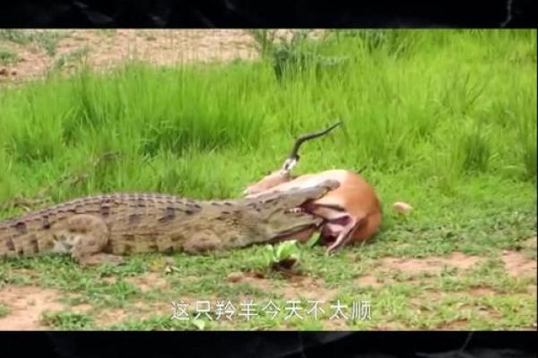 梦见鳄鱼咬人是什么预兆 梦见鳄鱼咬人是什么预兆