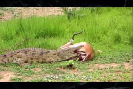 梦见鳄鱼咬人是什么预兆