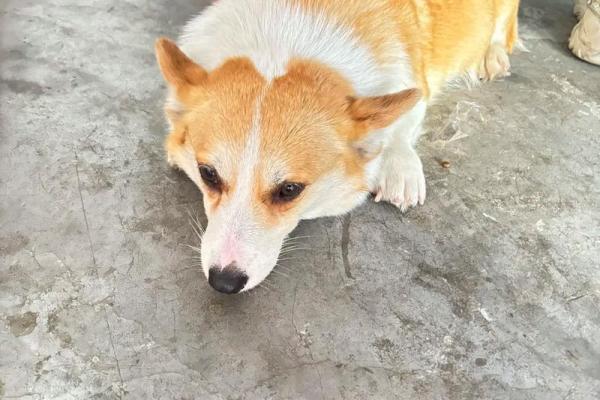 梦见狗生一窝小狗是什么预兆