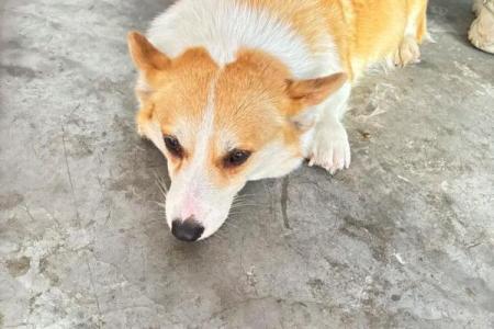 梦见狗生一窝小狗是什么预兆