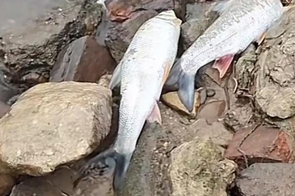 梦见很多死鱼是什么兆头