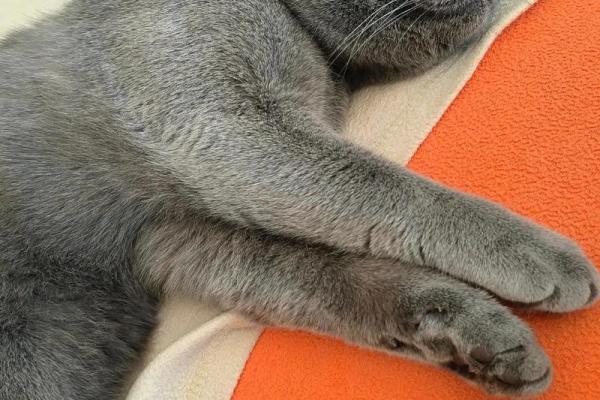 梦见被猫咬住不放甩不掉