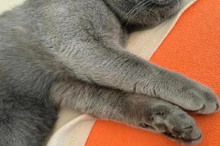 梦见被猫咬住不放甩不掉