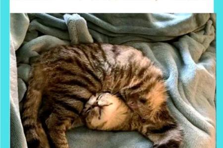 周公解梦梦见猫