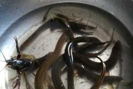 梦见黄鳝是什么预兆男人