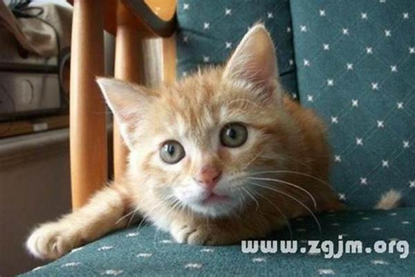 做梦梦见猫是好事还是坏事