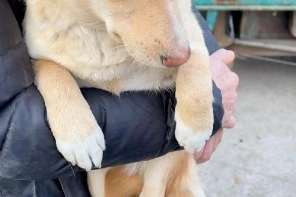 梦见黄狗是什么意思