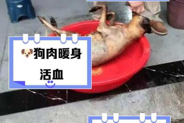 梦见吃狗肉是什么预兆周公解梦