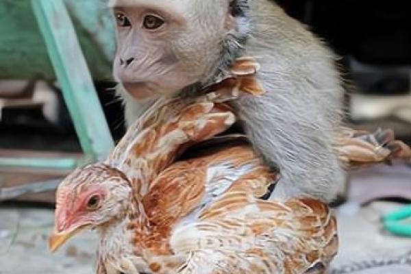 属鸡跟属猴的姻缘怎么样_属鸡和属猴的婚姻能长久吗 属鸡跟属猴的姻缘怎么样_属鸡和属猴的婚姻能长久吗