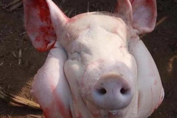 梦见一大堆生猪肉是什么征兆