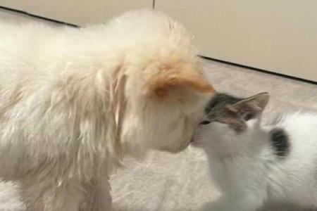 女人梦见狗猫一起出现