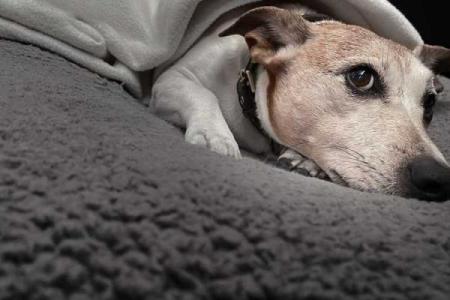 女人梦见猫死了是什么预兆