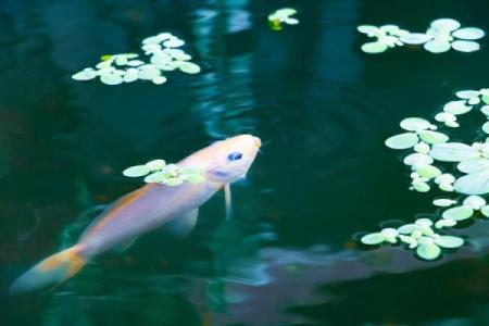 梦到好多鱼在水里游