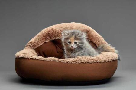 梦见狗咬自己财运怎么样