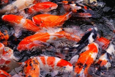 梦见自己钓了好多鱼是什么预兆