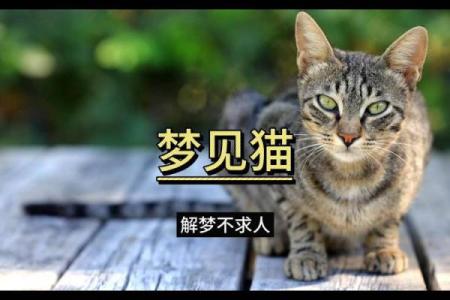 女人梦见猫咬自己是什么预兆