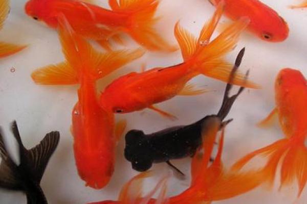 女人梦见红色的鱼是什么征兆