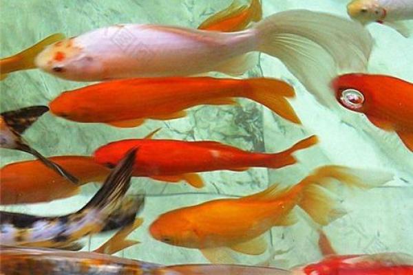 梦到死鱼是什么征兆 女性