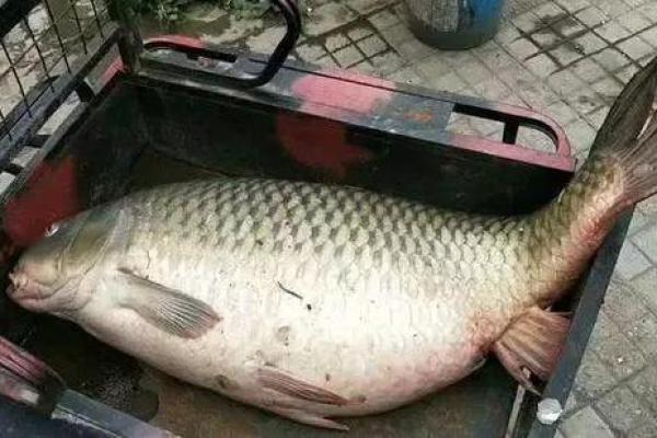 梦到捡鱼是什么征兆