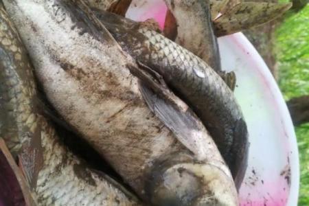 梦见别人抓鱼是什么征兆