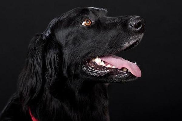 梦见黑狗亲近自己是什么征兆