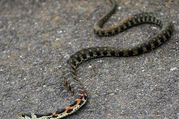 已婚女人梦见蛇运气好吗