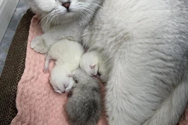 梦到猫生小猫是什么意思