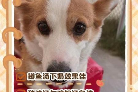 梦见狗下崽是什么意思