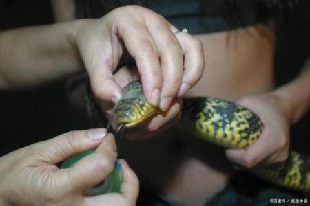 女人梦见被蛇咬手是什么征兆