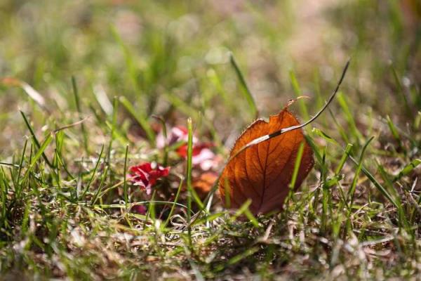 落叶归根打一生肖 落叶归根打一生肖