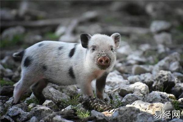 属猪卯时出生的男孩取什么名字，应该用什么字姓名