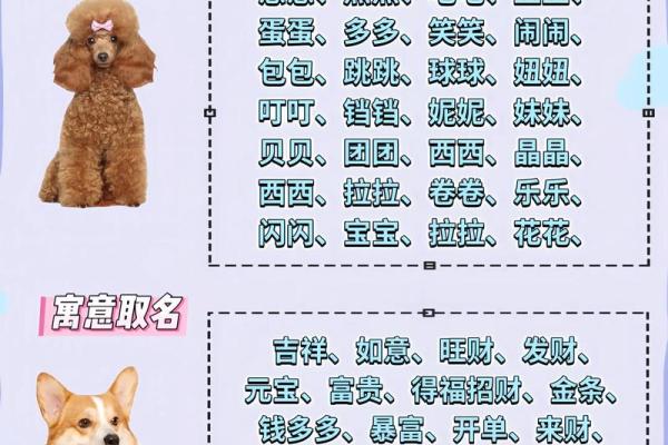 晚上十点出生的属狗男孩怎么取名，用什么字姓名