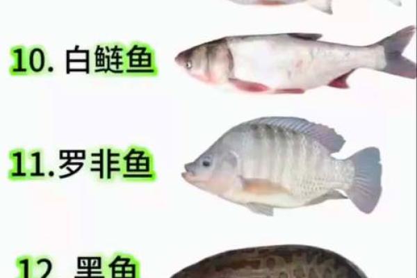 姓鱼的名人-姓名学-华易算命网姓名